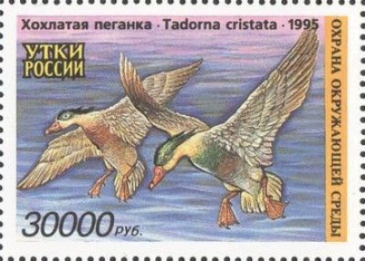 画像1: ロシア切手　1995年　 鳥　カモ　1種