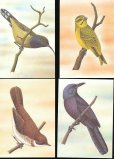 画像4: サントメプリンシペ切手　1983年　鳥　22種　MC用カード 22枚セット
