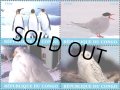 コンゴ切手　2018年　極地の鳥　ペンギン　4種