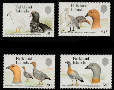 画像1: フォークランド諸島切手　1988年　鳥　マゼランガン　カモ　4種