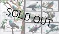 キューバ切手　2020年　鳥　ユキバト　7種　