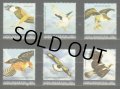 セントマーチン島切手　2020年　鳥　猛禽類　オーストラリアカタグロトビ　6種