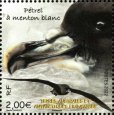 画像1: フランス領南極地域切手　2022年　鳥　ノドジロクロミズナギドリ　1種 (1)