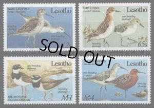 画像1: レソト切手 1989年　鳥　コアオアシシギ　4種