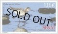 サンピエール島・ミクロン島切手　2023年　鳥　アメリカヒレアシシギ　1種
