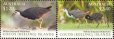 画像1: ココス キーリング島切手　2023年　鳥　シロハラクイナ　2種 (1)
