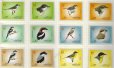 画像1: カタール切手　2009年　鳥　アカオモズ　12種 (1)