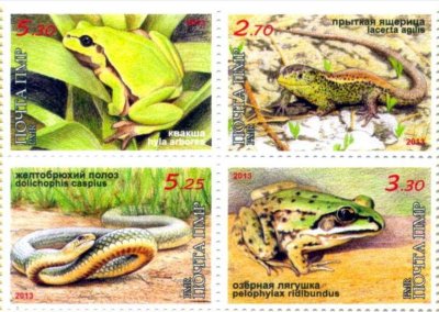 画像1: モルドバ　沿ドニエストル　トランスニストリア切手　2013年　爬虫類と両生類、自然保護区 カエル　4種