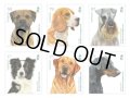 ガーンジー島切手　2023年　犬　ケネルクラブ150周年　ラブラドール・レトリバー　6種