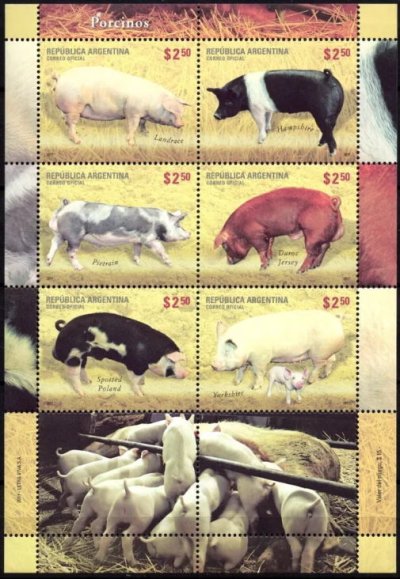 画像1: アルゼンチン切手  2011年　豚の品種　動物　6種