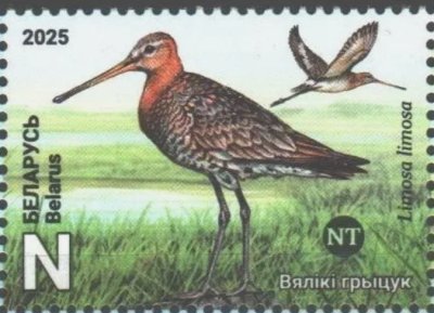 画像1: ベラルーシ切手　2025年　ベラルーシの鳥　 オグロシギ　1種