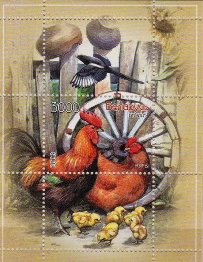 画像2: ベラルーシ切手　2009年　鳥　家畜　鶏　1種