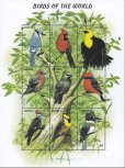 画像1: レソト切手　1999年　鳥　アメリカヤマセミ  9種 (1)