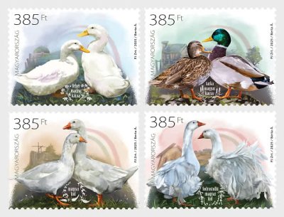 画像1: ハンガリー切手　2025年　鳥　ハンガリーの家禽品種　第4　鴨　ガチョウ　4種
