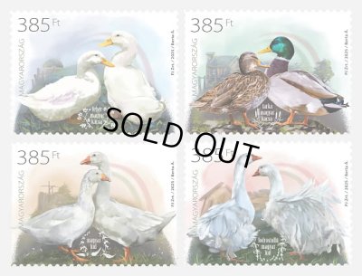 画像1: ハンガリー切手　2025年　鳥　ハンガリーの家禽品種　第4　鴨　ガチョウ　4種