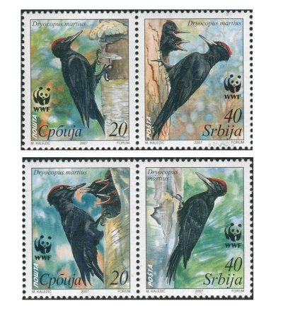 画像1: セルビア切手　2007年　WWF　クマゲラ　鳥　4種