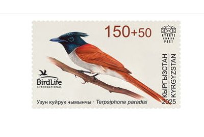 画像1: キルギス切手　2025年　鳥　カワリサンコウチョウ　1種