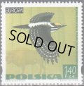 ポーランド切手　1999年　鳥　ミユビシギ　1種