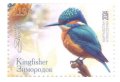 キルギス切手　2025年　鳥　カワセミ　1種