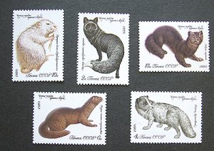画像1: ロシア　旧ソ連切手切手　1980年　イタチ5種