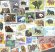 画像1: 世界のコアラとクマとパンダの切手セット　50/100 (1)