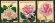 画像1: フランス切手　1999年　花　バラ　ローズマダムアルフレッドキャリエール　3種　 (1)