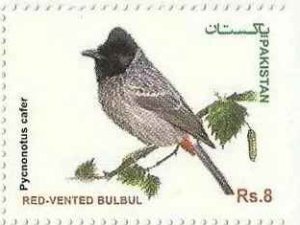 画像1: パキスタン切手　2013年　シリアカヒヨドリ　1種 (1)