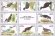 画像2: バーレーン切手　1993年　鳥　水鳥　タゲリ　ペルシャウ　13種 (2)