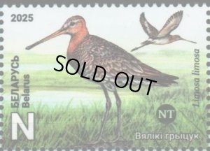 画像1: ベラルーシ切手　2025年　ベラルーシの鳥　 オグロシギ　1種 (1)