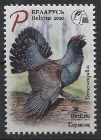 ベラルーシ切手 年 鳥 ヨーロッパオオライチョウ 1種 すてきな郵便屋さんciel