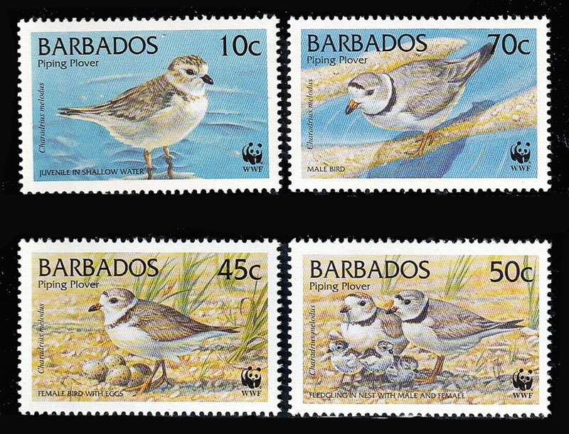 バルバドス切手 1999 年 鳥 チドリ 世界自然保護基金 WWF 4種 - すてき